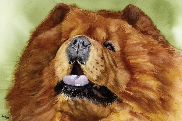 Puffy Lion Dog - Chow