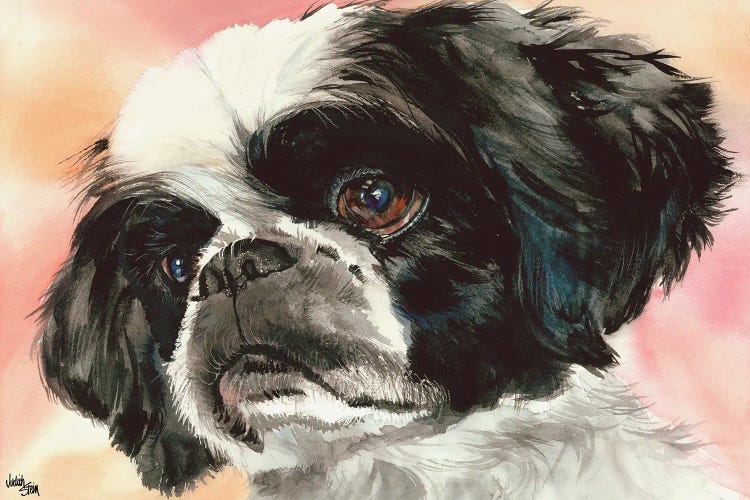 Puppy Dog Eyes - Shih Tzu by Judith Stein wall art