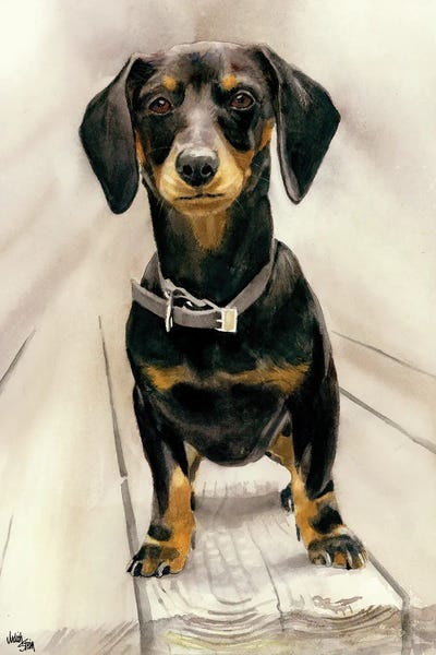 Dachshunds: Sammy - Daschund by Judith Stein