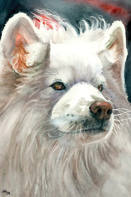 Sammy Smile - Samoyed