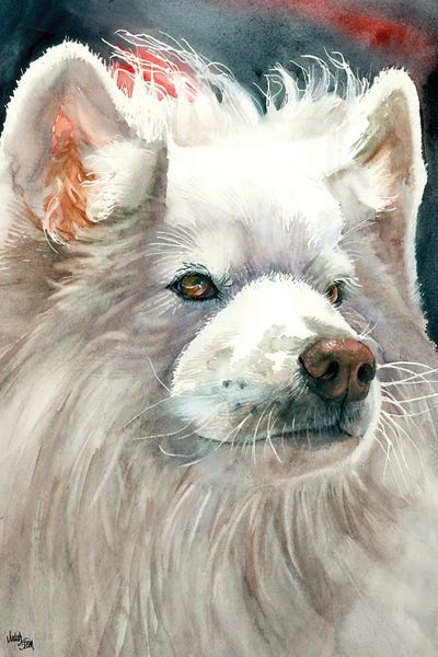 Samoyeds: Sammy Smile - Samoyed by Judith Stein