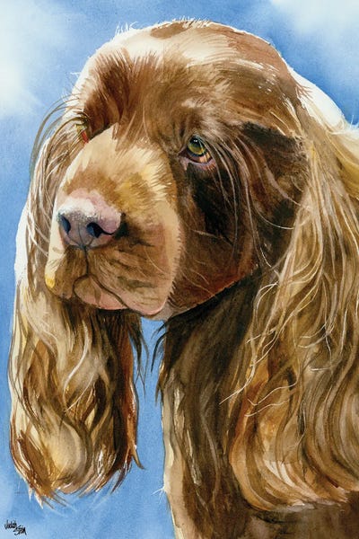 Sassy Sussex - Sussex Spaniel