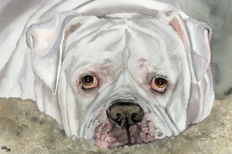 Second Hand Man - American Bulldog - Bingo