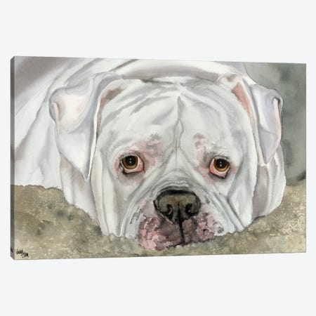 Second Hand Man - American Bulldog - Bingo Canvas Print #JDI137} by Judith Stein Canvas Artwork