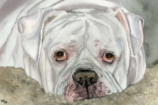 Bulldogs: Second Hand Man - American Bulldog - Bingo by Judith Stein