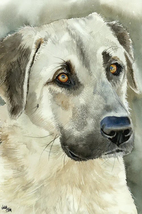 Shepherd's Guardian - Anatolian Shepherd