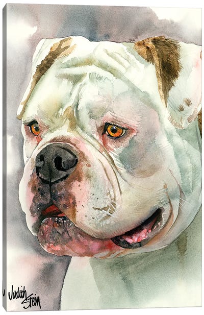 Bear With Me - American Bulldog Canvas Art Print - Judith Stein