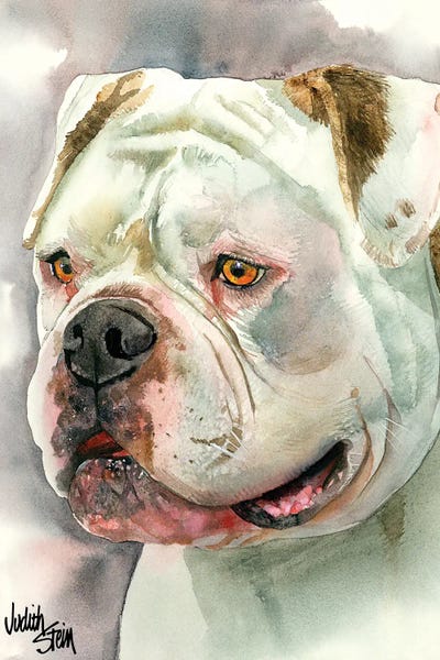 Bulldogs: Bear With Me - American Bulldog by Judith Stein