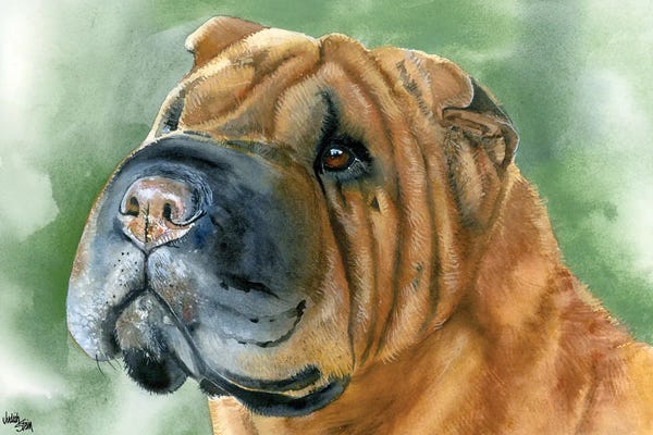 Shar-Peis: Skin Deep - Shar Pei by Judith Stein