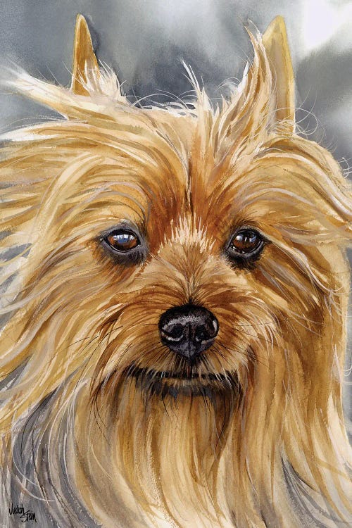 Smooth as Silk - Silky Terrier