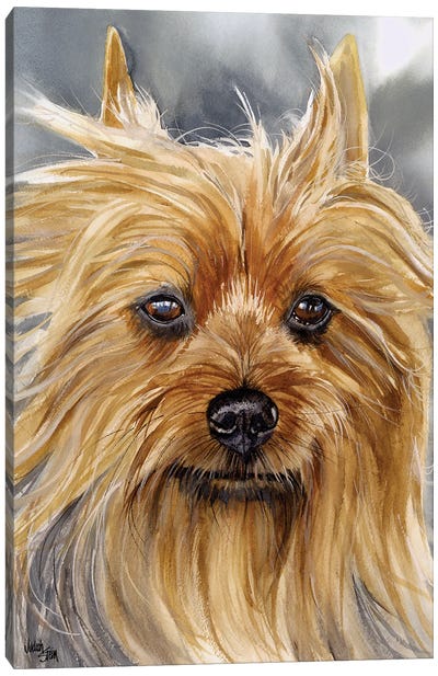 Smooth as Silk - Silky Terrier Canvas Art Print - Judith Stein