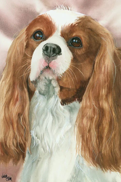 So Cavalier - Cavalier King Charles Spaniel