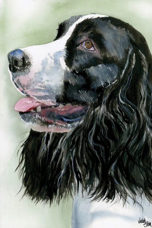 Spring Time - Springer Spaniel by Judith Stein wall art
