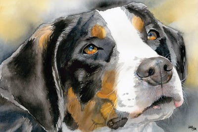 Greater Swiss Mountain Dogs