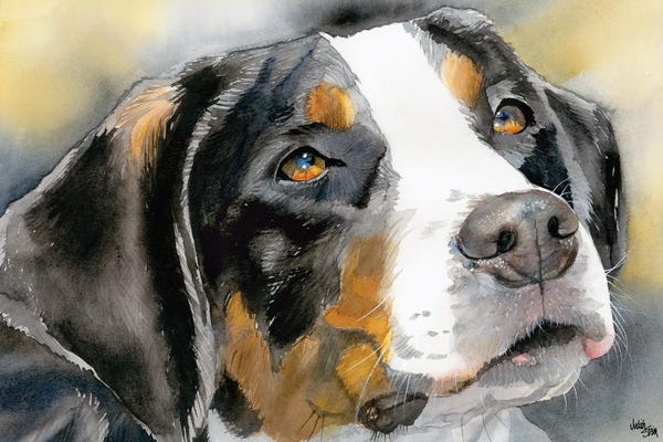 Greater Swiss Mountain Dogs