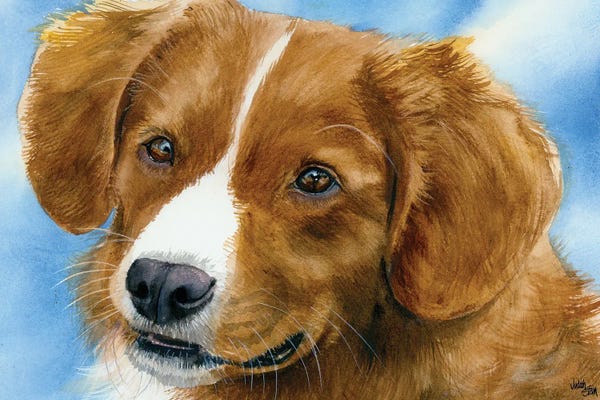 Toller - Nova Scotia Duck Tolling Retriever
