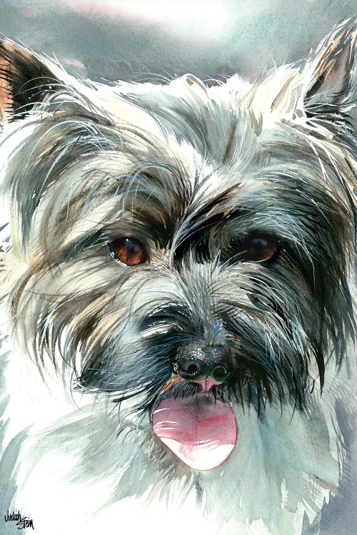 Toto - Cairn Terrier