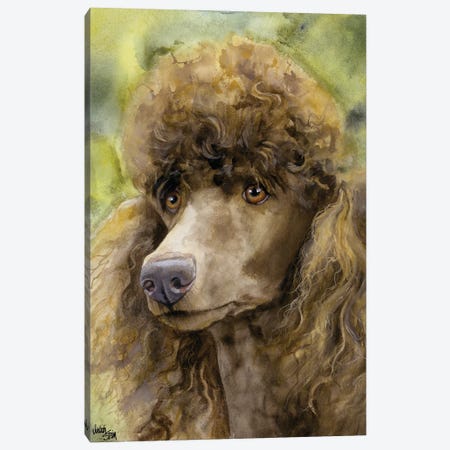 Truffle Face - Brown Standard Poodle  Canvas Print #JDI159} by Judith Stein Canvas Art Print