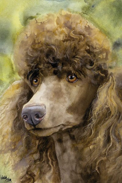 Poodles: Truffle Face - Brown Standard Poodle  by Judith Stein