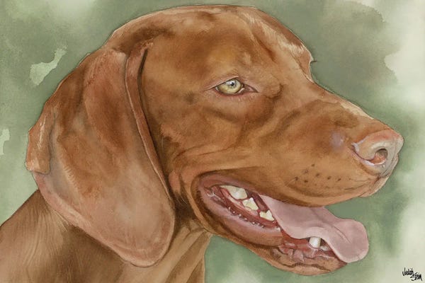 Vizslas: Velcro Dog - Vizsla Dog by Judith Stein
