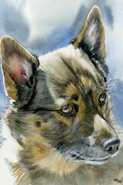 Swedish Vallhunds