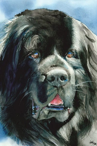Newfoundlands: What's Newfie - Newfoundland by Judith Stein