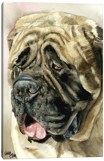Benevolent Behemoth - English Mastiff Canvas Art Print - Judith Stein