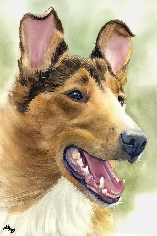 Woof to Watch - Smooth Coat Collie