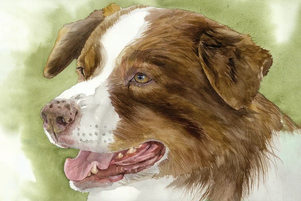 Australian Shepherds: American Made - Australian Shepherd by Judith Stein