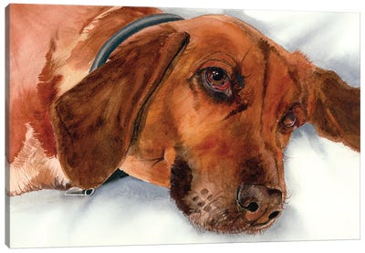 Brandy - Redbone Coonhound Canvas Art Print - Judith Stein