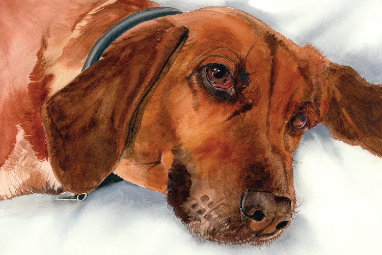 Brandy - Redbone Coonhound