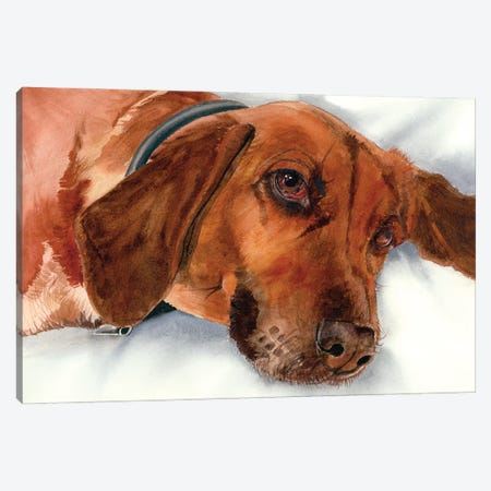 Brandy - Redbone Coonhound Canvas Print #JDI185} by Judith Stein Canvas Art Print