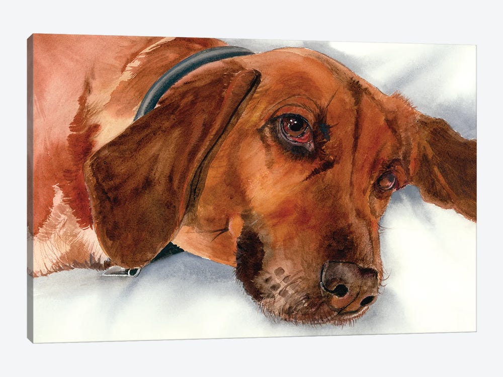 Brandy - Redbone Coonhound by Judith Stein 1-piece Canvas Art