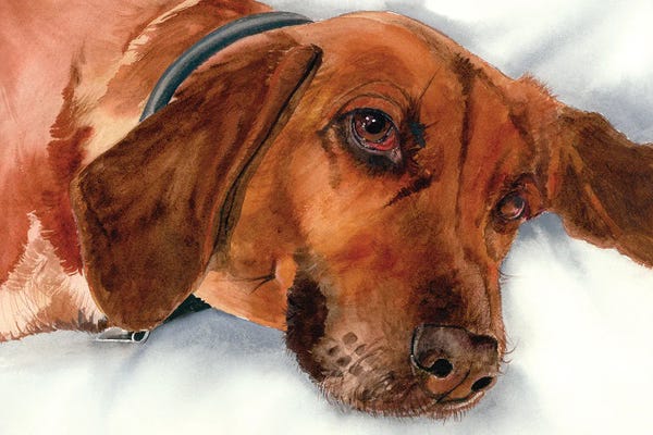 Redbone Coonhounds