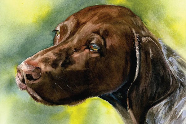 German Shorthaired Pointers: Brownie Points - German Shorthaired Pointer by Judith Stein