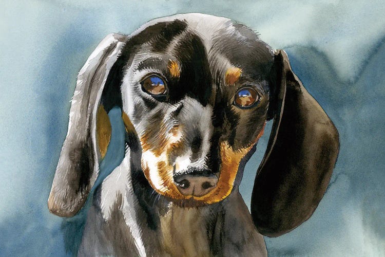 Doxie Moxie - Miniature Dachshund