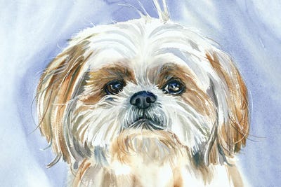 Shih Tzus