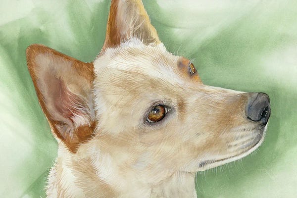 Australian Cattle Dogs: Heeler - Australian Cattle Dog by Judith Stein