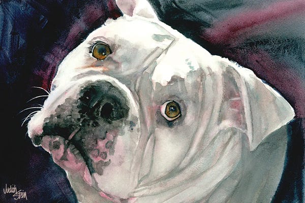 Bulldogs: Bingo by Judith Stein