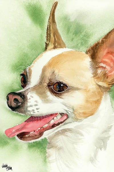 Chihuahuas: !Ay Chihuahua! Chihuahua by Judith Stein