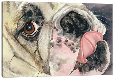 Just Lickin Around Canvas Art Print - Bulldog Art