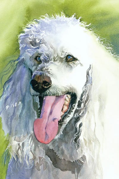 Oliver - Poodle by Judith Stein metal wall art