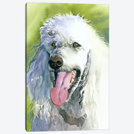 Oliver - Poodle Canvas Print #JDI206} by Judith Stein Canvas Art