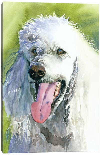 Oliver - Poodle Canvas Art Print