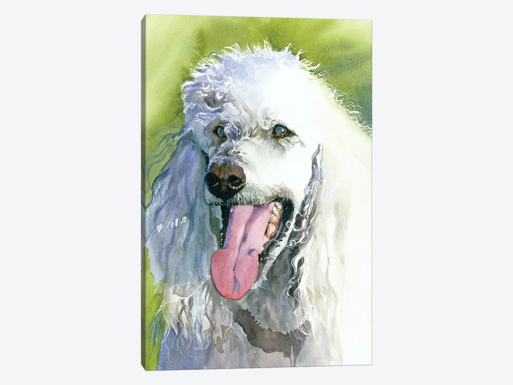 Oliver - Poodle by Judith Stein 1-piece Canvas Print