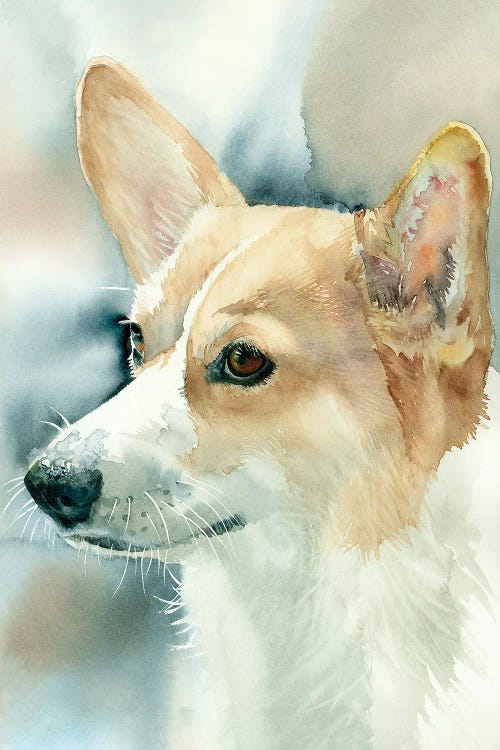 Pembroke Welsh Corgi