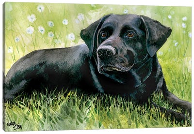 Black Fox - Labrador Retriever Canvas Art Print - Judith Stein