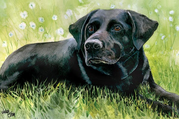 Labrador Retrievers: Black Fox - Labrador Retriever by Judith Stein