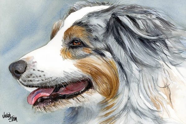 Australian Shepherds: Blue Merle Aussie - Australian Shepherd by Judith Stein