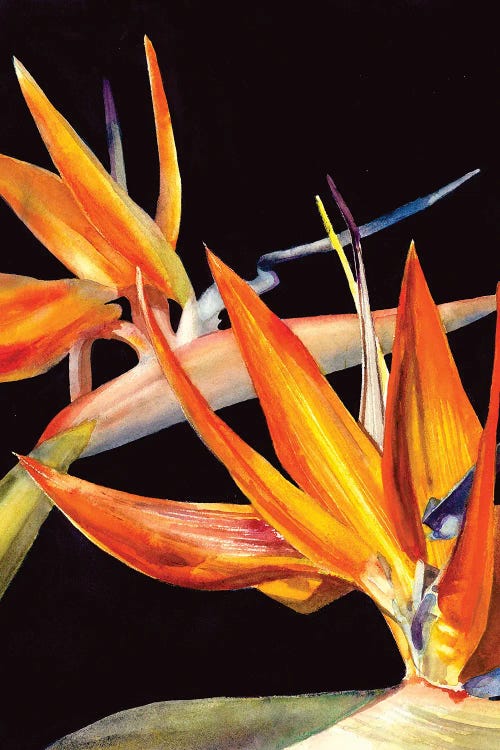 Bird Of Paradise